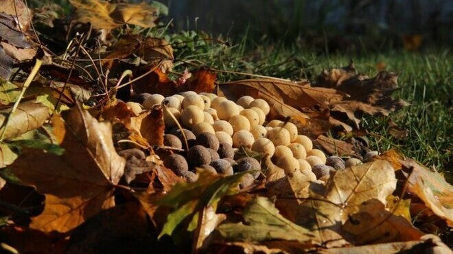 Ghid boilies pentru ape reci: cum alegi corect