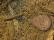 Korda Flat Pear Swivel