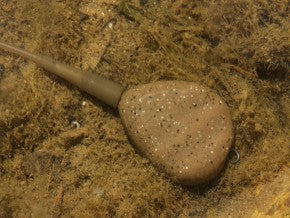 Korda Flat Pear Inline