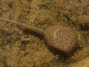 Korda Square Pear Inline